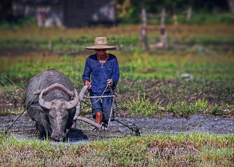 Rice tariffication to impoverish Filipino farmers more, Congress warned