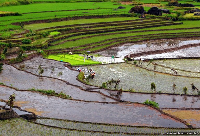 Rice tariffication will displace rice farmers, worsen food insecurity–IBON