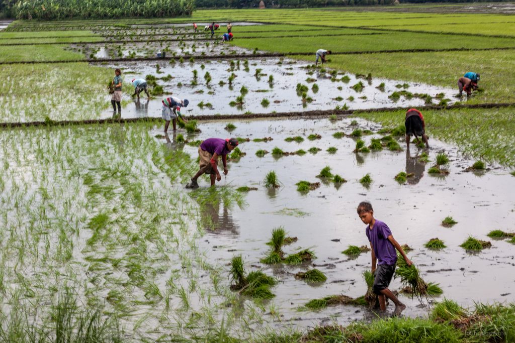 The Kilusang Magbubukid ng Pilipinas (KMP) today lambasted the Senate of the Philippines’ approval on third and final reading of the rice tariffication bill or Senate Bill 1998 that would impose tariffication on 35 to 50% tariff on rice imports in lieu of quantitative restrictions.