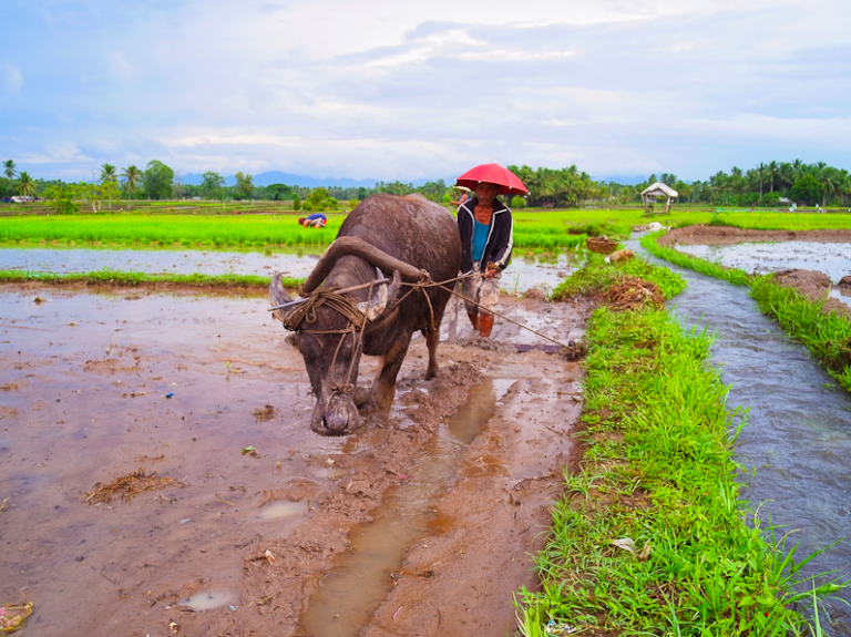 Real regulation and agri dev’t needed to solve rice woes — IBON